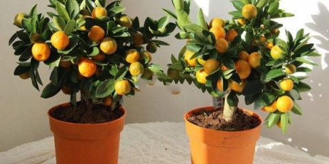 Kako posaditi mandarinu iz kamena kod kuće: upute korak po korak